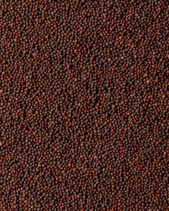 Bindu Black Mustard - Diaspora Co