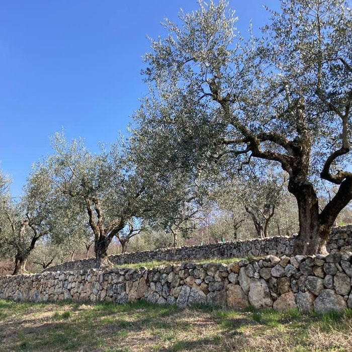 Cordioli Extra Virgin Olive Oil - Campo Marogne