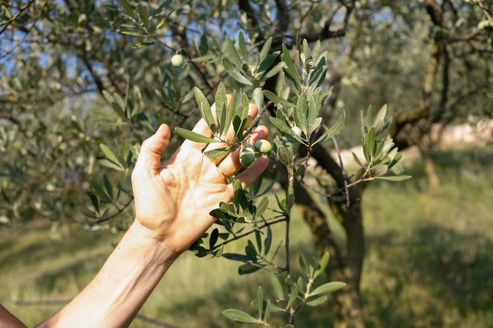 Cordioli Extra Virgin Olive Oil - Campo Marogne