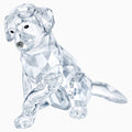 LABRADOR MOTHER