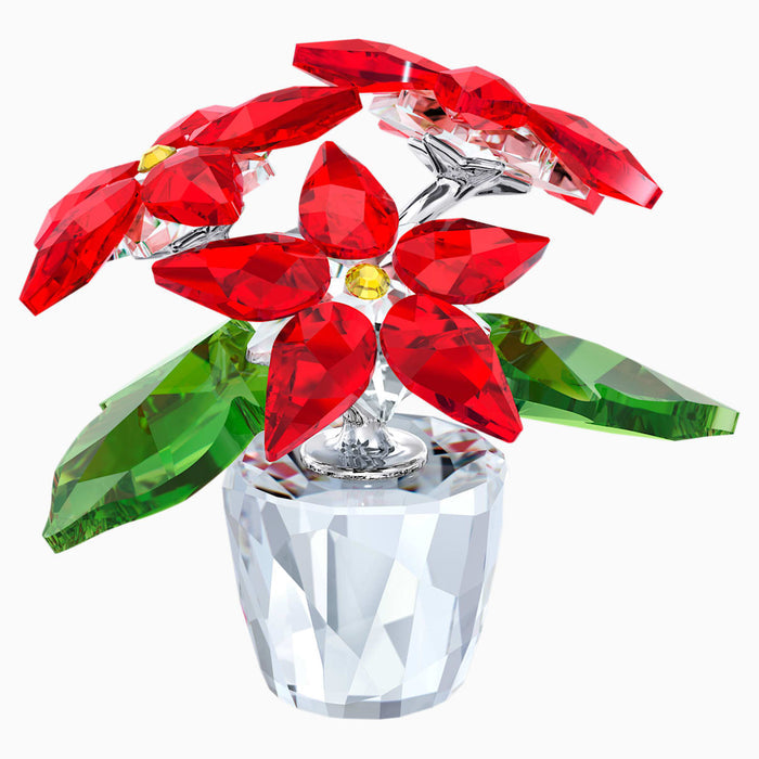 POINSETTIA, SMALL
